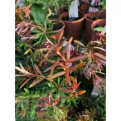 花花世界_常綠喬木**大紅袍羅漢松(嫁接苗)**4.5吋盆/高25-30cm/新芽鮮紅艷麗/MA