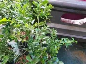 慕花坊植物園   小葉冬青   觀賞植物  葉小巧可愛
