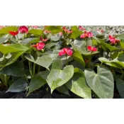 慶平花坊-[紅色火鶴花]多年生草本植物-3吋盆/豔麗大方給人熱情如火的印象