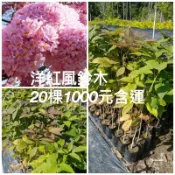 霏霏園藝    洋紅風鈴木高度45公分高一棵特價100元買18棵1000元