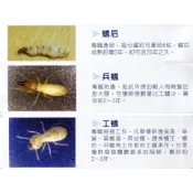 ~六伏隆~非凡白蟻餌劑~蟻巢滅系統~贈使用說明與操作影片、膠帶~白蟻餌劑/一般環境衛生用藥
