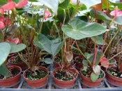 ╭ ＊田尾玫瑰園＊╯室內觀葉植物(火鶴花)