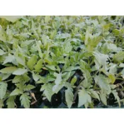 青農邸家【番茄苗】黑柿番茄 大番茄苗一顆 穴盤苗