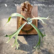〈〈29號植物緣〉〉鹿角蕨 “白靈魂“/P.white soul/蕨類植物/觀葉/鹿角蕨/限量