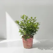 植物空間 胡椒木6吋 綠籬 盆栽 庭園樹木