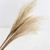 (店+)【BlueCat】天然乾燥拂塵草(乾花 乾燥花 天然植物 景觀植栽 花材裝飾 居家佈置 園藝花藝)