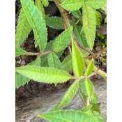 芳香萬壽菊枝條（又稱百香果萬壽菊），香料香草植物，裸株出售，每株5公分以上剪頭不帶根出售。