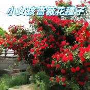 台灣現貨【小女孩薔薇花種子】易種開花盆栽 生日禮物紀念 四季種 當年開花 花卉種子 花苗 親子種植 新手推薦 開花機器
