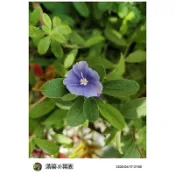 滿築觀葉彩葉草：藍星花（3寸盆）