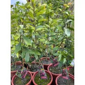 一葉植富 墨紫含笑7吋盆特價700元