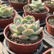 沅鈺農場   多肉植物  日本粉紅冰梅