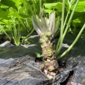 💥現貨🥬（芥末種子）新種子 山葵種子 四季陽台庭院盆栽種植  山秋葵種子辣根種子 驅寒辣菜高產優質蔬菜種子烹飪專用