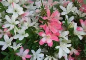 【優勢】日本皋月杜鵑苗~品種名(茜之月)
