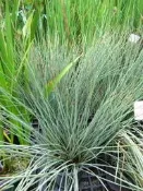 ╭＊田尾玫瑰園＊╯水生植物-(銀藺)
