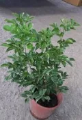 花田厝_圍籬樹苗--七里香--香氛氣息圍籬/5-6吋/高約25-35cm /售120特價100