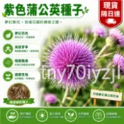 當天發💎紫色蒲公英種子【1000粒】 婆婆丁 四季種植 耐熱耐寒 新手易種易活 發芽率高 可觀賞 可食用