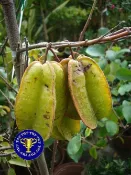 ╭＊田尾玫瑰園＊╯ 水果苗-(軟枝楊桃)-台灣原生種-盆植就會結果
