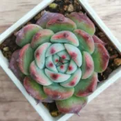 ≡植綠人生≡🌴吉娃娃🌴吉娃蓮│景天科│擬石蓮花屬│多肉植物│療癒│植栽│盆栽│送禮│辦公室│陽台│