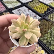 小叮噹錦/1吋盆  🌸Q萌多多肉🌸｜生日·婚禮小物｜療癒小品｜植株組盆…