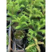 一禪種苗園-木材是木屋優良板材〈南洋杉〉常綠喬木盆栽-3吋盆