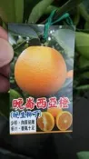 ╭＊田尾玫瑰園＊╯水果苗-(晚崙西亞橙)4吋80cm200元