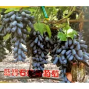 ★綠霖園藝★藍寶石葡萄 扦插苗 水果樹苗/新興果樹/果苗/嫁接/植物/盆栽