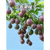 滿天星百香果種子 BXG-5 台灣在地老品種 高產耐熱超甜 四季可種 爬藤果苗 陽臺盆栽 新手好種植