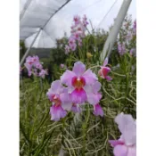 大眾蘭園  Vanda 'Miss Joaquim'卓錦萬代蘭
