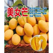 美女芒實生苗40-60公分 平地山坡皆適合種植