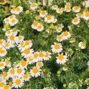 綠色家園|台灣現貨現發羅馬洋甘菊 春夏開花 四季可種植 可食用 陽臺園藝種植 發芽率高達95%