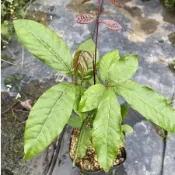 紅毛丹實生苗/苗高$30～40公分/4吋盆/樹苗/水果樹苗/果苗/嫁接/盆栽/熱帶果苗樹/矮種果樹