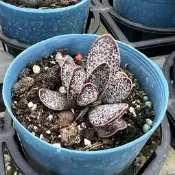 沅鈺農場   多肉植物   扁紅葉天章