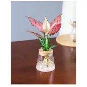 (店+)【欣榮園藝資材行】造型 水培花盆 早安花盆 吸水花盆 繁星花盆 水培花盆 水耕植物盆 水培盆 水耕盆栽 懶人花盆