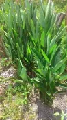 粉薯、葛鬱金、粉薑、粉糬、粉藷、粉黍、太白筍、金筍、竹芋、美人蕉苗株、粉薯根莖10送1小株(10~19公分)