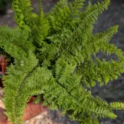 開心農元-觀葉植物- 波士頓蕨 波士頓腎蕨 蕾絲蕨 兔腳蕨 蕨類 蕨類植物