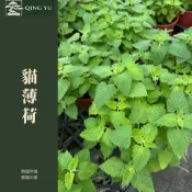 【青嶼】貓薄荷｜貓咪最愛香草｜貓草植物｜香草盆栽｜驅蚊植物｜庭園香草苗