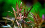 蝦兵蟹將【水草造景】小紅莓【單株】中景草 後景草 陽性水草