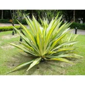 黃紋萬年麻/植株一棵10元