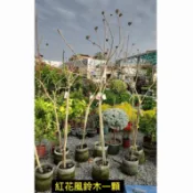 霏霏園藝紅花風鈴木一顆 特價700元