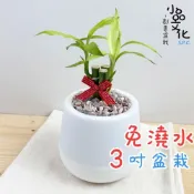 (店+)開運竹【現貨】3吋雪胖免澆水盆栽 懶人盆栽 觀葉植物 室內植物 自動吸水 創意花盆 居家辦公盆花