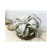 (店+)空氣鳳梨 霸王鳳 Tillandsia Xerographica（完美球型）霸王 霸王鳳梨