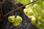 ╭＊田尾玫瑰園＊╯ 水果苗( 長白蓮霧)*果實水分含量高，味道清香