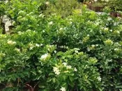 花花世界_圍籬樹苗 *大花七里香 *-月橘 /6吋 /高20-30cm/ MA