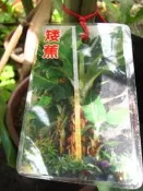 ╭＊田尾玫瑰園＊╯水果苗-(矮蕉)
