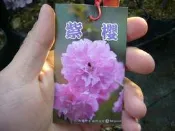 ╭＊田尾玫瑰園＊╯櫻花苗-(紫櫻)3.5吋高30-40cm200元
