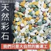 【華隆興盛百貨】小白石子多肉鋪面石頭養花鵝卵石雨花石魚缸造景盆栽庭院鋪路