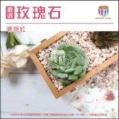 嚴選玫瑰石 珊瑚紅 盆栽舖面 多肉舖面 水族底石 抿石 石頭《園藝倉庫》