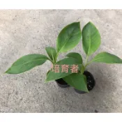培育者～香蕉苗。蛋蕉。 雞蛋蕉。泰國蛋蕉。蛋蕉。一口蕉（芭蕉體系調整售價，購買二顆以上優惠舊原價）