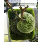 神獸的產地  P . Madagascariense 非洲猴腦 非猴 鹿角蕨 已播孢盆 孢子盆