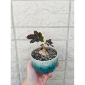 塊根植物-奇異油柑塊根（裸根進口株隨機出貨）